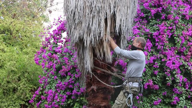 Man working at the top of a palm tree pruning the leaves helping himself  with a well-used rope and steel claws to climb up. Cleaning and cutting palm trees. Man with the chainsaw. Dangerous job.