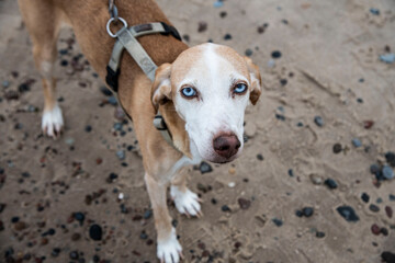 Blue eyed dog