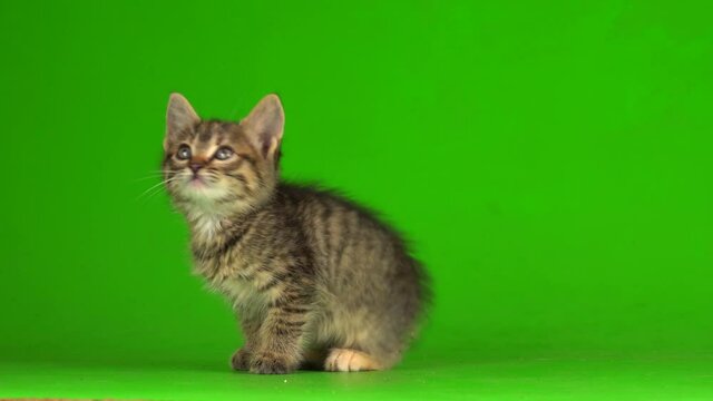 Little gray kitten kitty plays on a green screen background.