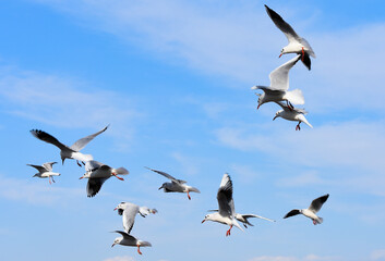 Seagulls gathering in the sky