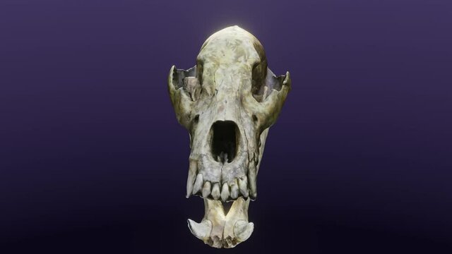 Cave Bear Skull Animation, cg, camera orbits