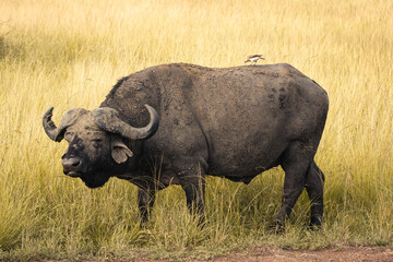 Water Buffalo