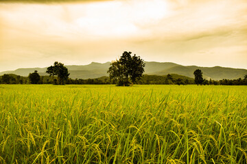 Paddy field on green grass
