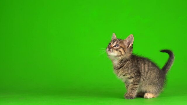 Little gray kitten kitty plays on a green screen background.