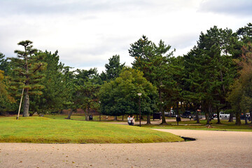 Fototapeta na wymiar Nara outdoor park with trees and grass in Nara, Japan