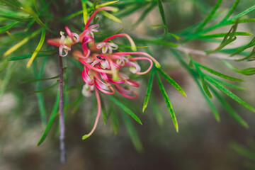 native Australian semperflorens grevillea plant with red and yellow flowers outdoor