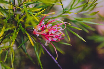 native Australian semperflorens grevillea plant with red and yellow flowers outdoor