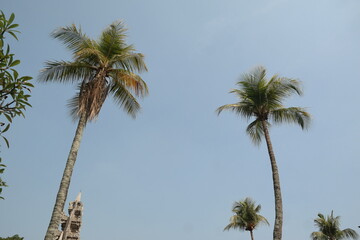 Palm trees in the city