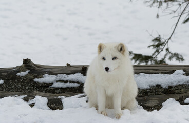 Blue Eyed Arctic Fox