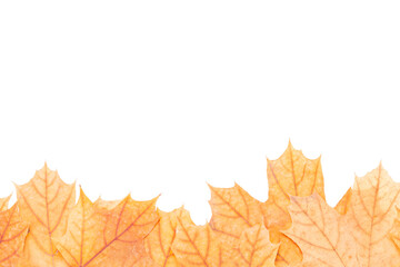 autumn maple leaf frame border isolated on white background. above view. studio shot