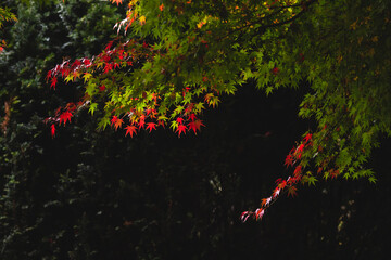 Red leaves highlighting a green scenery