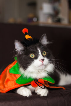 Domestic medium hair kitten wearing Halloween costume 