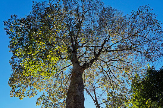 Rubber tree (Hevea brasiliensis), Rio de Janeiro, Brazil 