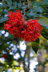 Scarlet flame bean flowers or mountain rose flowers (Brownea grandiceps), Rio, Brazil