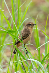 Female Pied Bushchat perching on grass stem  looking into a distance