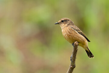 Female Pied Bushchat perching on a perch  looking into a distance