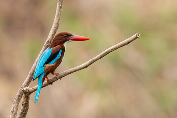 Obraz premium White-throated Kingfisher perching on a perch looking into a distance