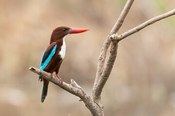 White-throated Kingfisher perching on a perch  looking into a distance