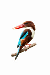 White-throated Kingfisher on a perch isolated on white background