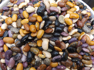 Freshly collected colorful Mexican beens. 