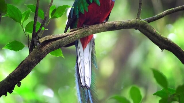Male of Resplendent quetzal (Pharomachrus mocinno) sits on the branch in the humid forest of Monteverde National Park. Costa Rica