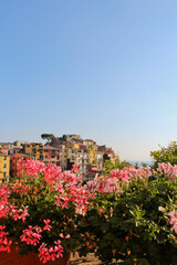 Obraz premium View of Manarola, Cinque Terra, Italy in the background. Flowers in the foreground. No people, copy space.