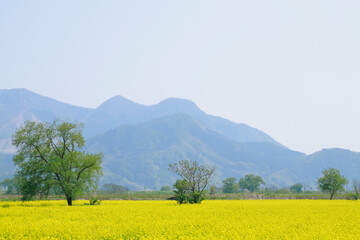 小沼の菜の花畑