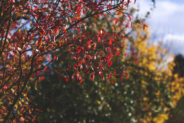 Red leafed tree in the foreground with a green and yellow leafed tree in the distance full of autumn colour in late summer.
