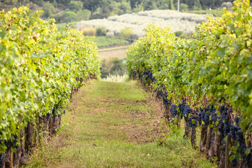 Fototapeta na wymiar Grape vines in Greve in Chianti. Tuscany, Italy.