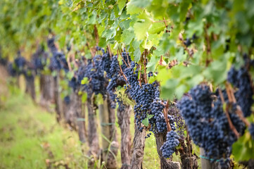 Fototapeta na wymiar Grape vines in Greve in Chianti. Tuscany, Italy.