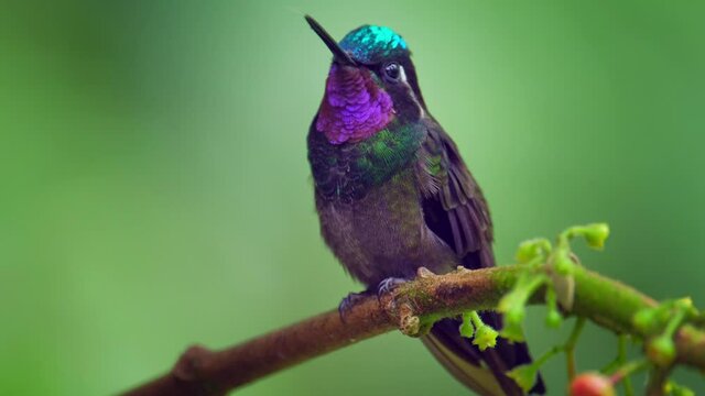 Hummingbird in the natural habitat in a forest of Costa Rica