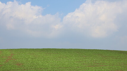 Fototapeta premium 초록들판