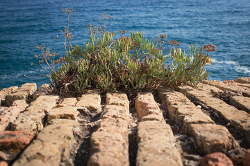Shaggy plant growing on brick wall near sea