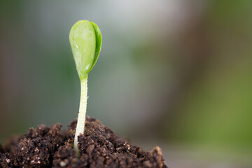 Close-up of green sprouts breaking through the ground in spring