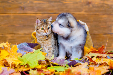 The kitten and the puppy are sitting under a checkered blanket outside in a pile of dry maple leaves and the puppy sniffs the kitten as if kissing. Cozy autumn