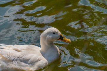 Pato en agua 