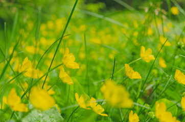 Yellow Buttercup Flower