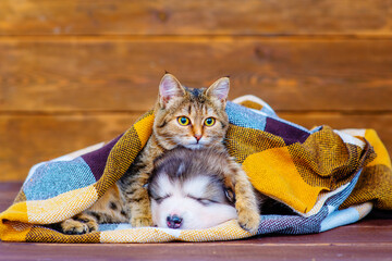 Naklejka premium The kitten lies and looks at the camera on a fluffy sleeping puppy under a checkered blanket