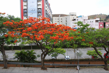 foto de um flamboyant dentro de um parque.