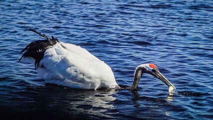 Close-up of a red-crowned crane eating fish