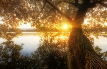 Close-up of big tree by the lake in the sunset