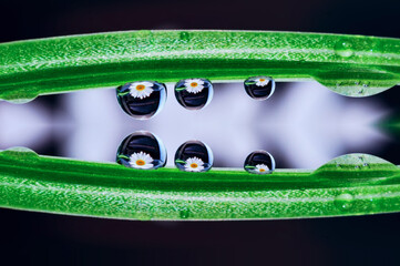 Close-up of morning dew on green leaf
