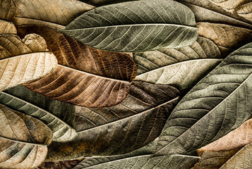 texture of yellow and green leaves on a black background. autumn motley multicolored texture....