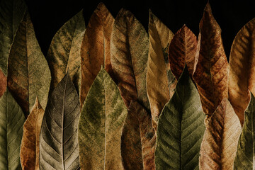 texture of yellow and green leaves on a black background. autumn motley multicolored texture. closeup of autumn tree leaves