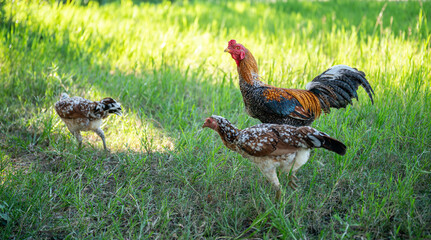 A rooster walks on a green lawn.