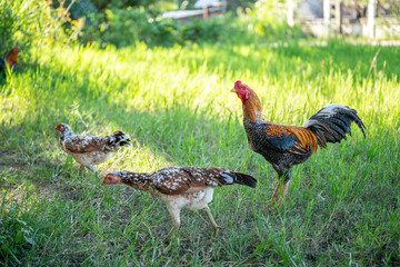 A rooster walks on a green lawn.