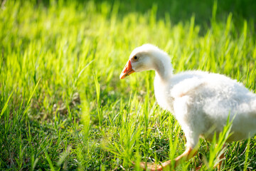 duck in grass