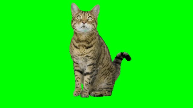 4K Bengal cat sitting down facing forward looking up on green screen isolated with chroma key