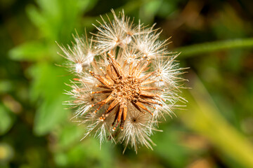 The seed of the grass ready for growth.