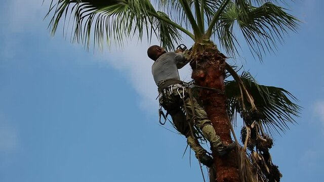 Man working at the top of a palm tree pruning the leaves helping himself  with a well-used rope and steel claws to climb up. Cleaning and cutting palm trees. Man with the chainsaw. Dangerous job.